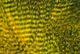 Fine Black Barred Marabou - Feathers & Marabou - Fly Fish Food