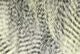 Fine Black Barred Marabou - Feathers & Marabou - Fly Fish Food