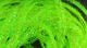 Flat Diamond Braid - Synthetic Fibers &amp; Flash - Fly Fish Food
