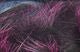 Frostip Rabbit Strips - Hair &amp; Fur - Fly Fish Food
