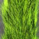 Squirrel Tails - Hair &amp; Fur - Fly Fish Food