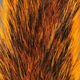 Squirrel Tails - Hair &amp; Fur - Fly Fish Food