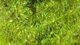 Krystal Flash Chenille - Chenille - Fly Fish Food
