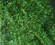 Krystal Flash Chenille - Chenille - Fly Fish Food