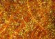 Krystal Flash Chenille - Chenille - Fly Fish Food