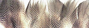 Gadwall Barred Flank - Feathers &amp; Marabou - Fly Fish Food