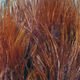Hareline Marabou Blood Quills - Feathers & Marabou - Fly Fish Food