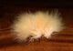 Hareline Marabou Blood Quills - Feathers &amp; Marabou - Fly Fish Food