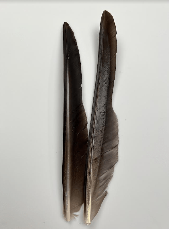 Canada Goose Biot Quills - Feathers & Marabou - Fly Fish Food