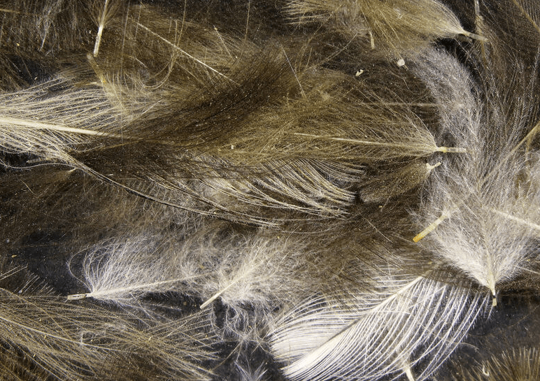 Hareline - Premium CDC (Cul De Canard) - Feathers &amp; Marabou - Fly Fish Food
