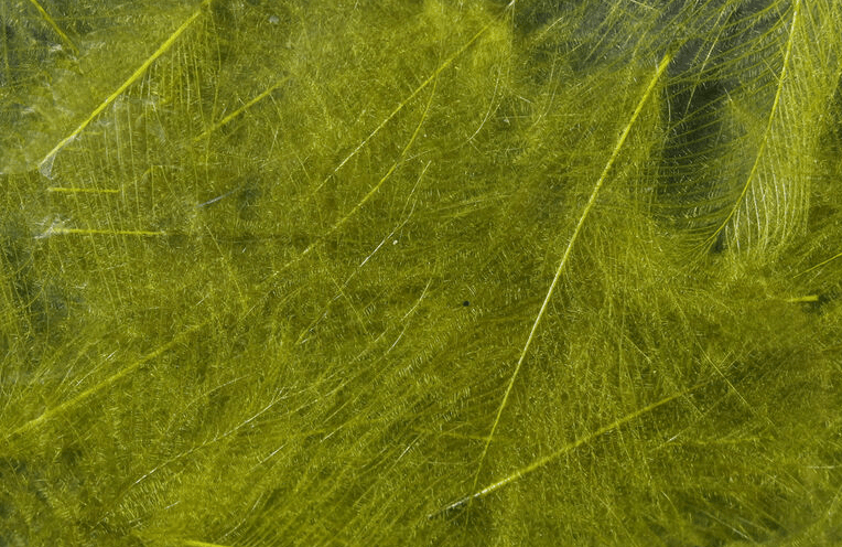 Hareline - Premium CDC (Cul De Canard) - Feathers & Marabou - Fly Fish Food