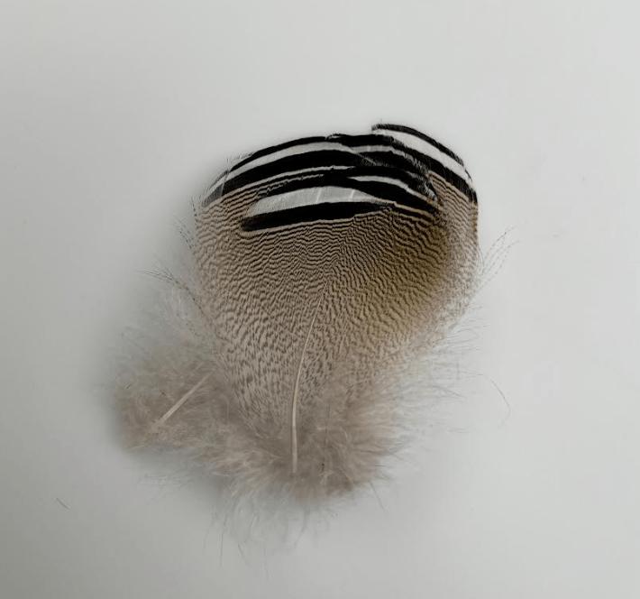 Select Barred Wood Duck - 6 Pairs - Feathers &amp; Marabou - Fly Fish Food