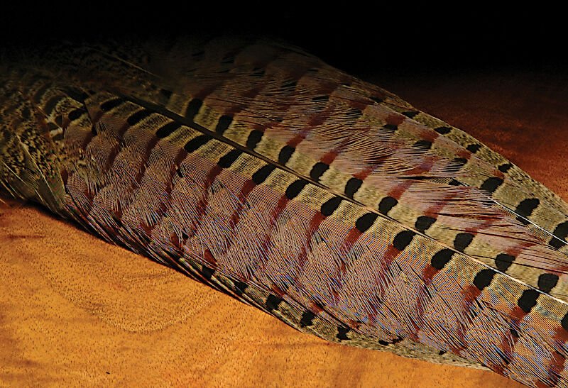 Ringneck Pheasant Complete Tail Clump - Feathers & Marabou - Fly Fish Food