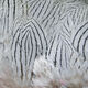 Silver Pheasant Body Feathers - Feathers &amp; Marabou - Fly Fish Food
