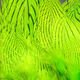 Silver Pheasant Body Feathers - Feathers &amp; Marabou - Fly Fish Food