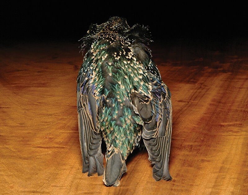 Hareline Starling Skin - Feathers & Marabou - Fly Fish Food
