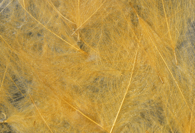 Hareline - Premium CDC (Cul De Canard) - Feathers & Marabou - Fly Fish Food