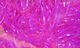 UV Life Flex Wrap - Synthetic Fibers &amp; Flash - Fly Fish Food